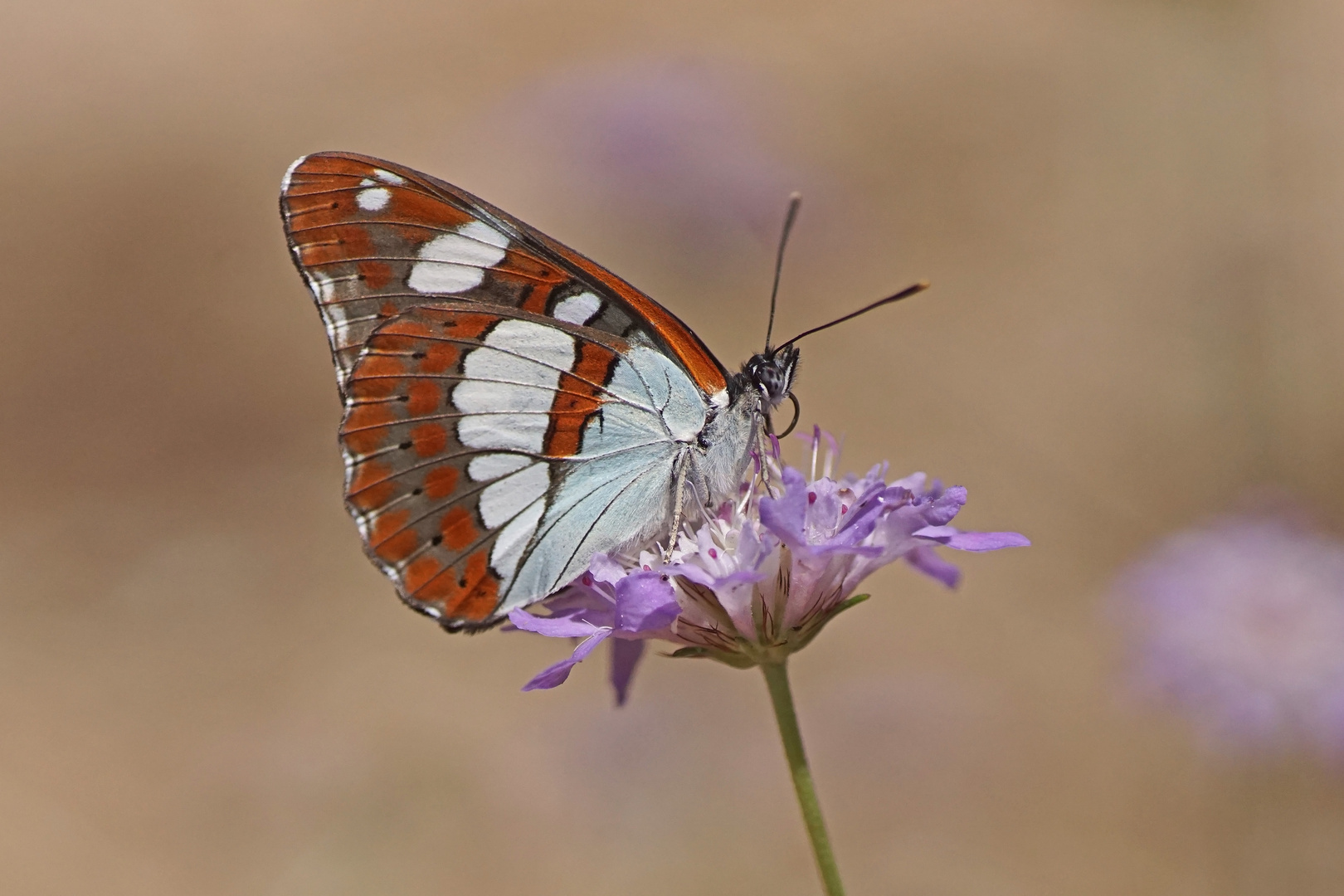 Blauschwarzer Eisvogel (Limenitis reducta)