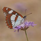 Blauschwarzer Eisvogel (Limenitis reducta)