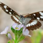 Blauschwarzer Eisvogel (Limenitis reducta)