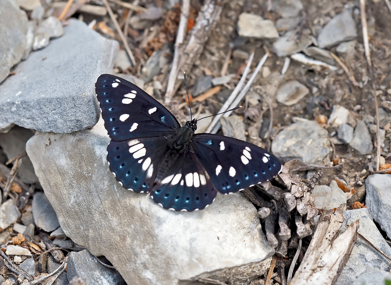 Blauschwarzer Eisvogel (Limenitis reducta) - Le Sylvain azuré.