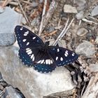 Blauschwarzer Eisvogel (Limenitis reducta) - Le Sylvain azuré.