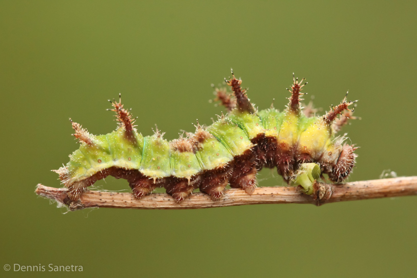 Blauschwarzer Eisvogel (Limenitis reducta) Raupe