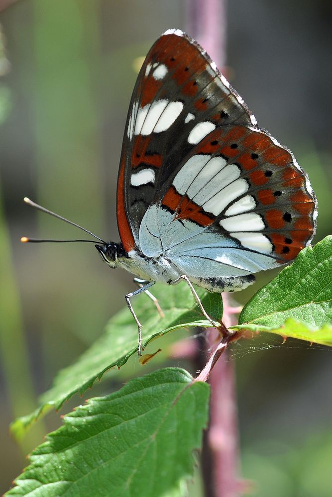 Blauschwarzer Eisvogel (Limentis reducta)