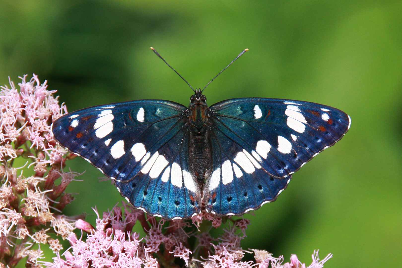 Blauschwarzer Eisvogel oder Southern White Admiral (Limenitis reducta)