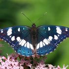 Blauschwarzer Eisvogel oder Southern White Admiral (Limenitis reducta)