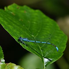 Blauschwarzer Strich auf Grün