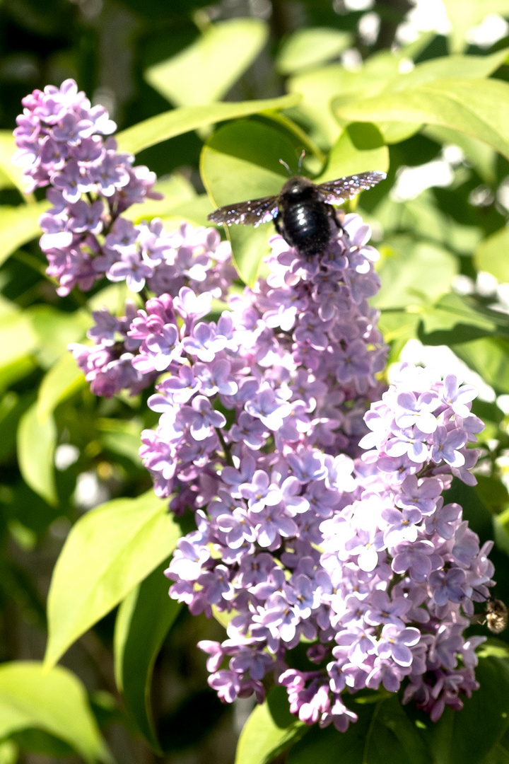 Blauschwarzes Hozbienen-Männchen (Xylocopa violacea) auf Wildflieder