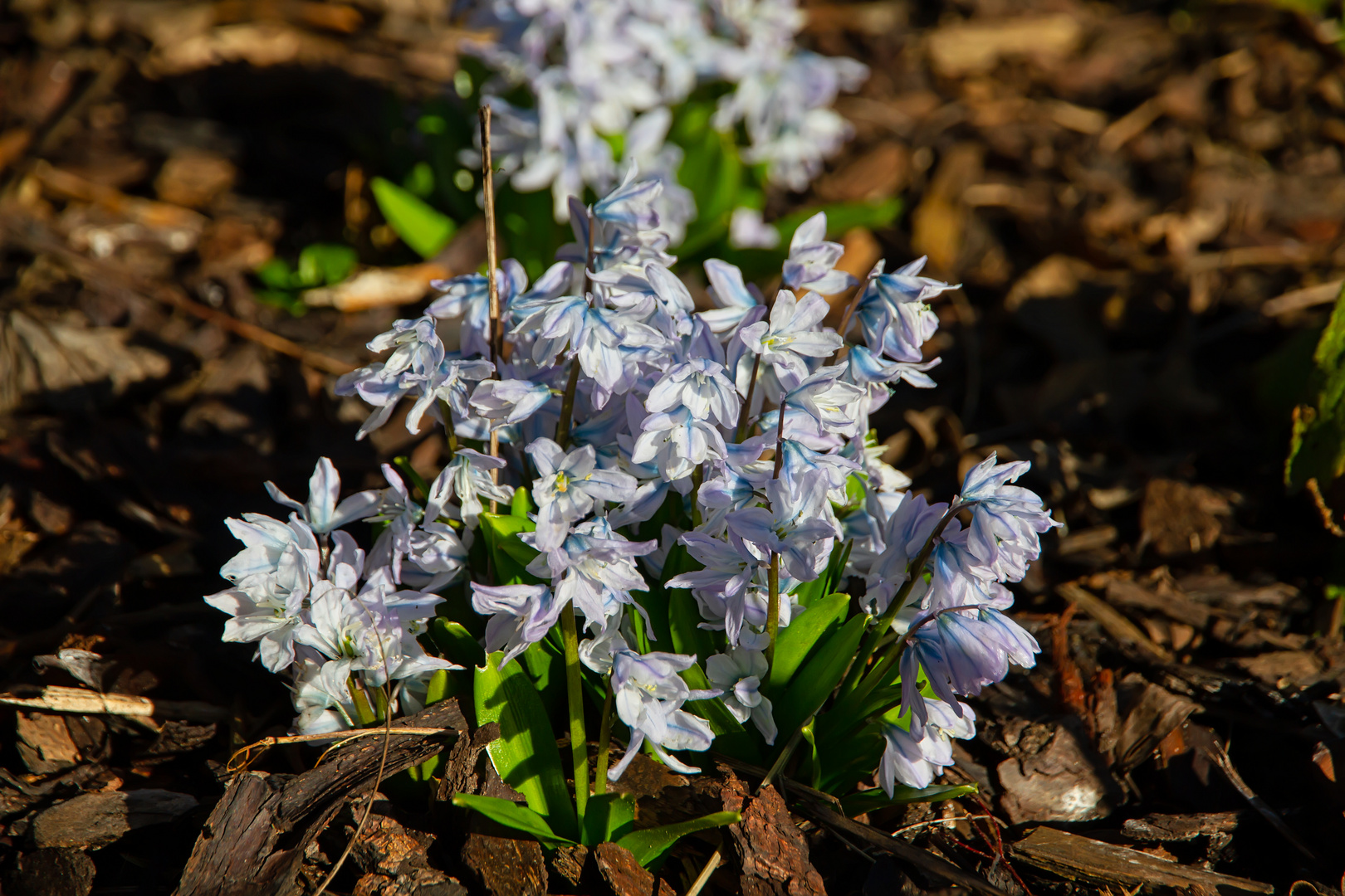 Blaustenchen