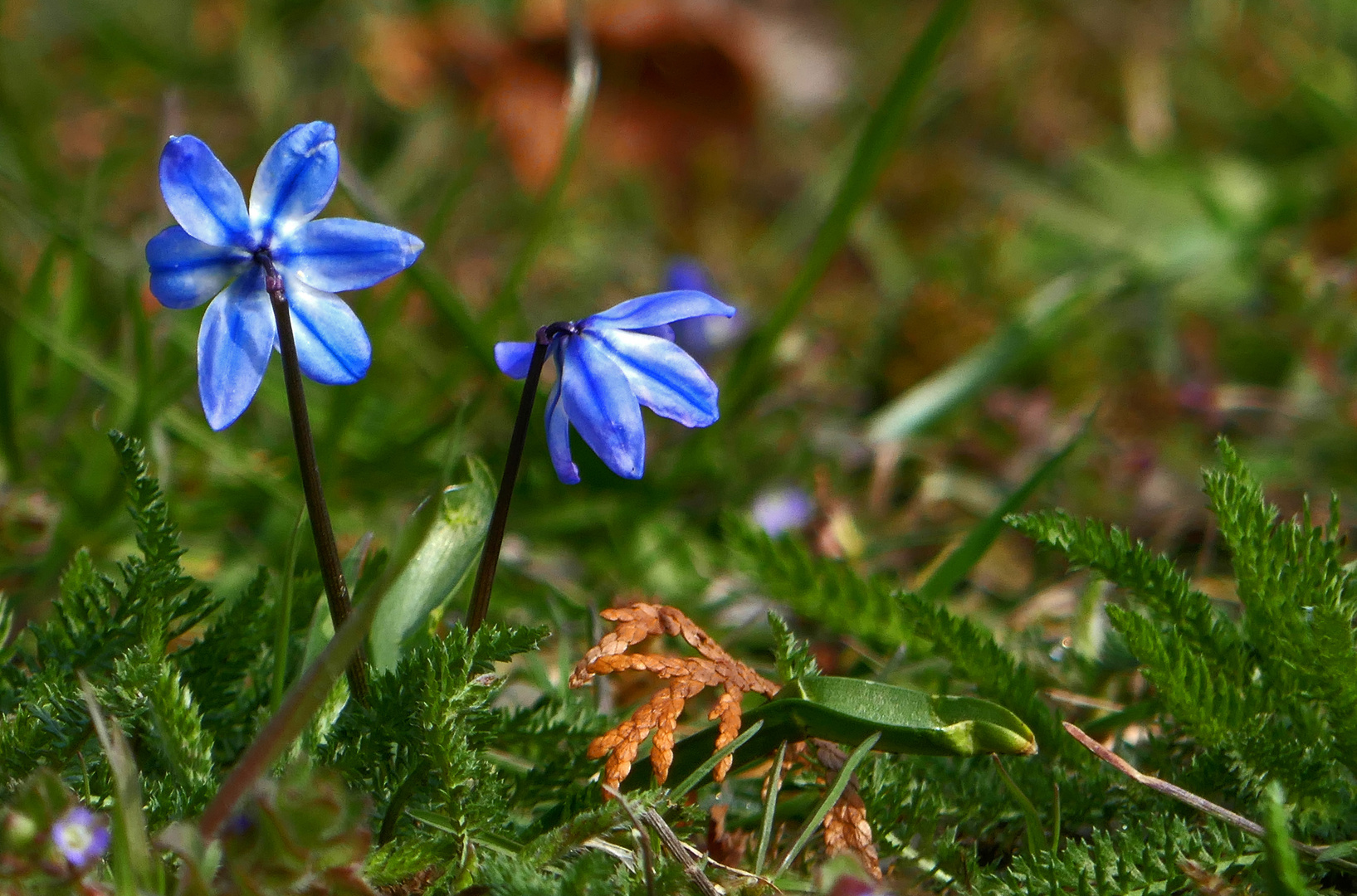 Blaustern