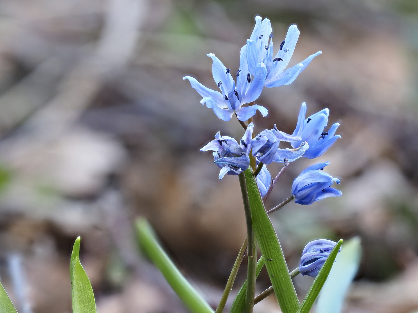 Blaustern