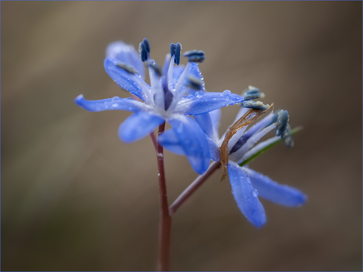 Blaustern