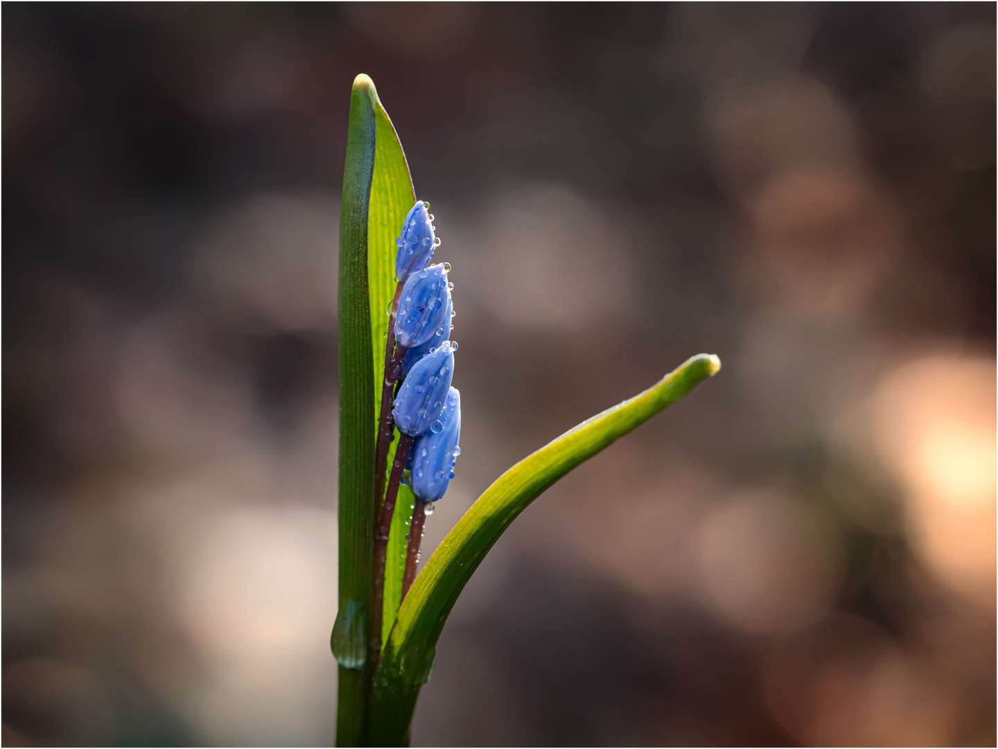 Blaustern