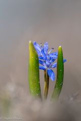 Blaustern ...