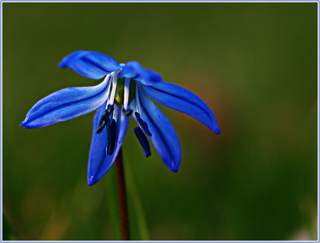 Blaustern