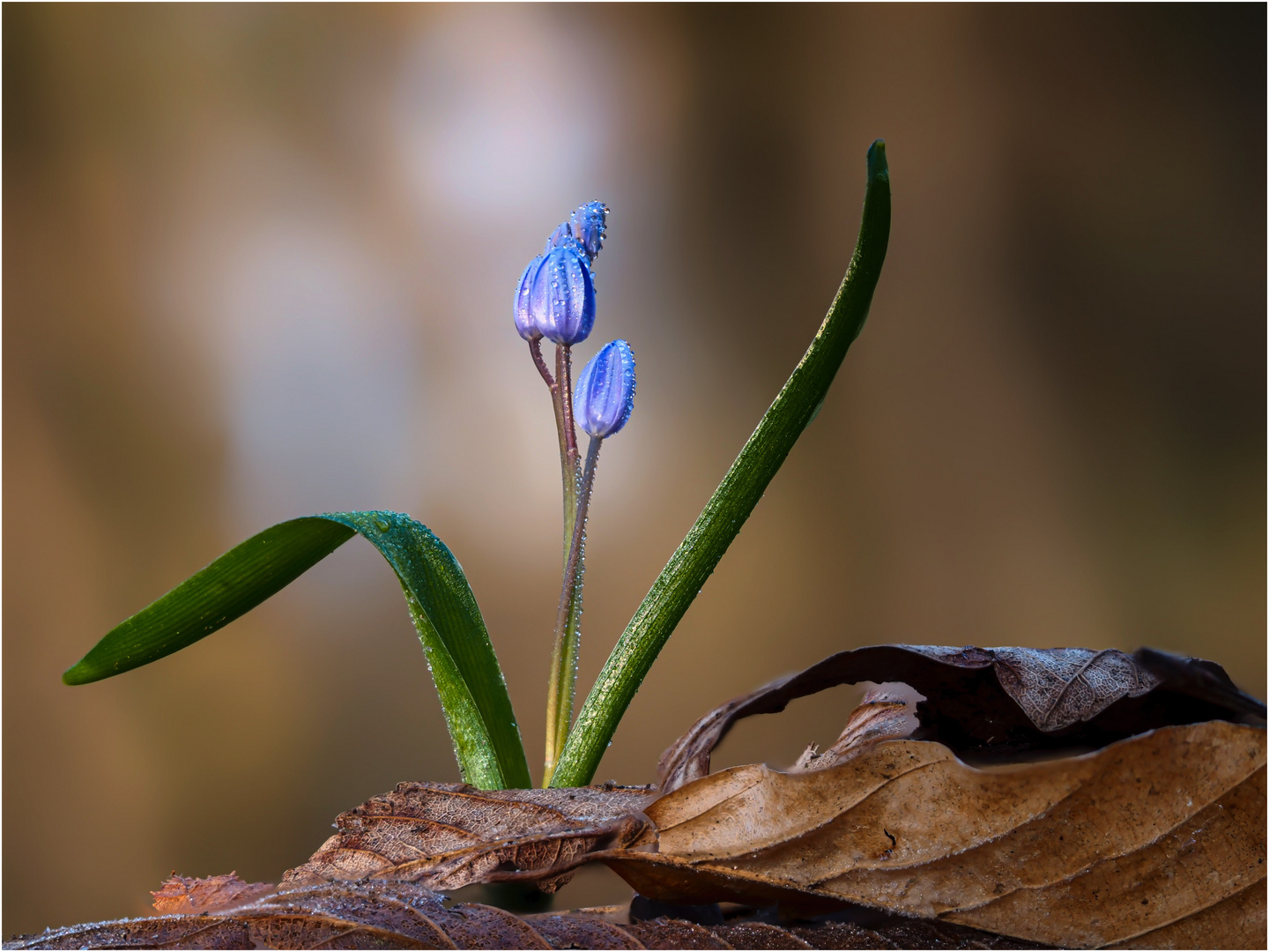 Blaustern