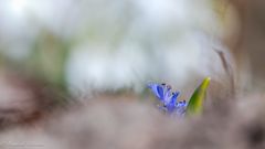 Blaustern ...