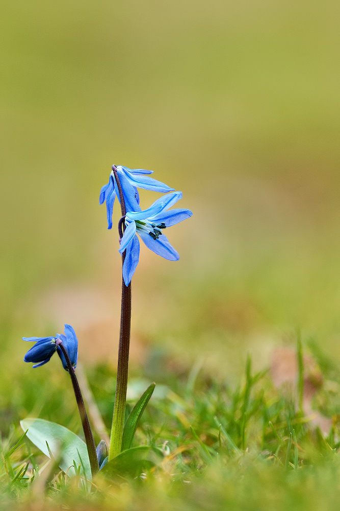 Blaustern ....