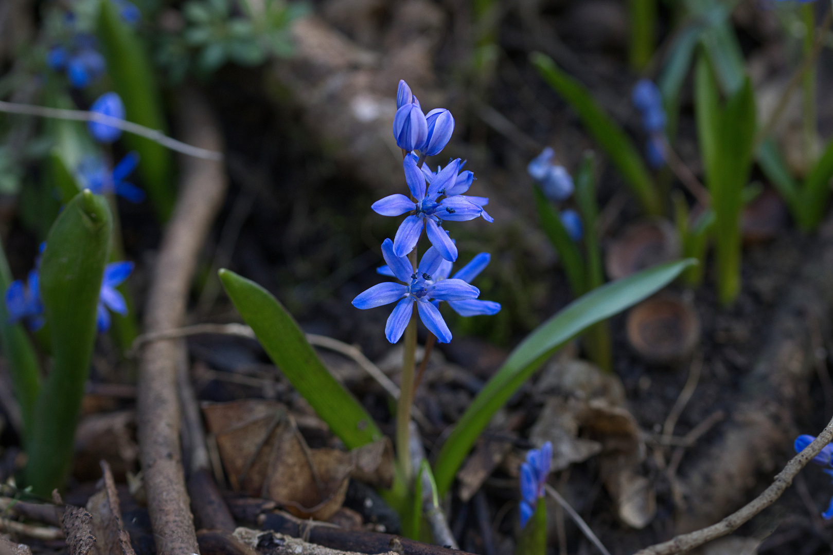 Blaustern