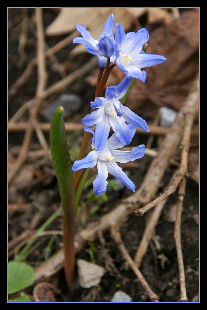 Blaustern