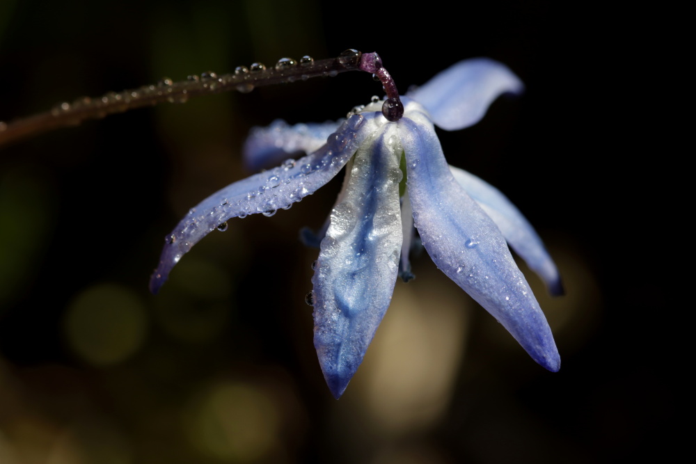 Blaustern am Morgen