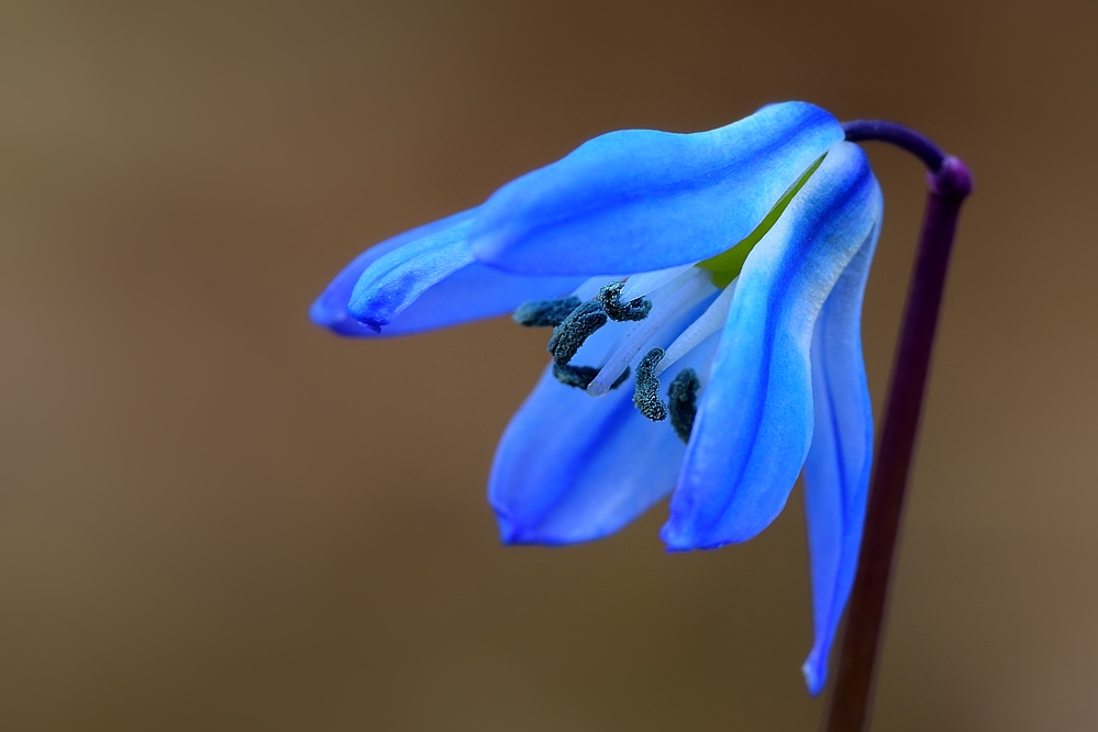 Blaustern am Waldrand