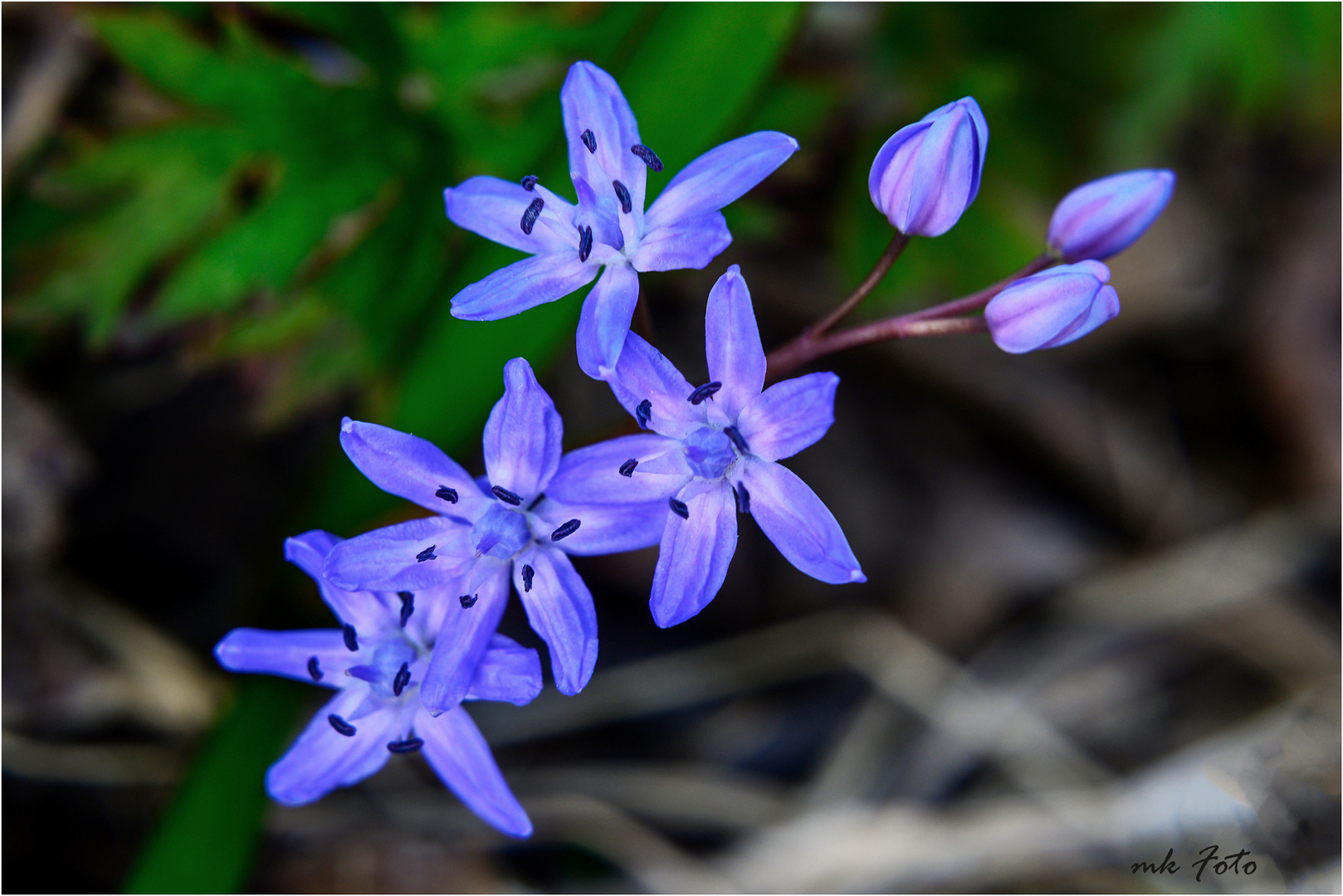 Blaustern am Wegesrand