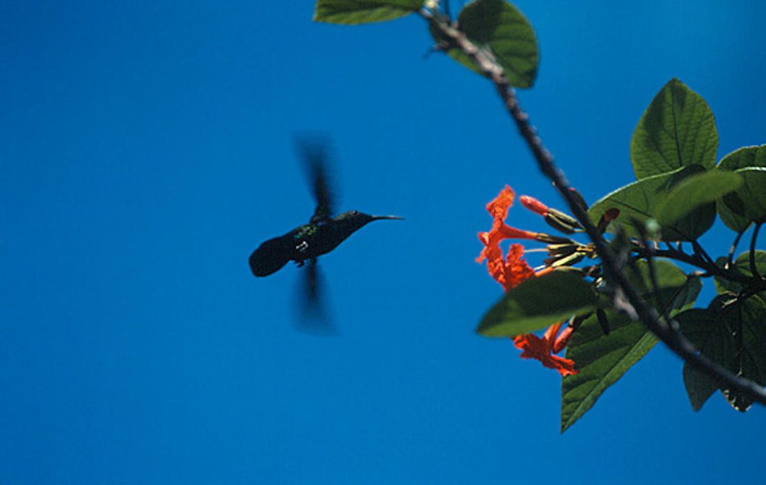 Blaustern-Antillenkolibri