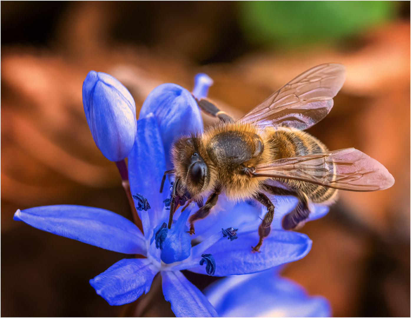 Blaustern-Besucher