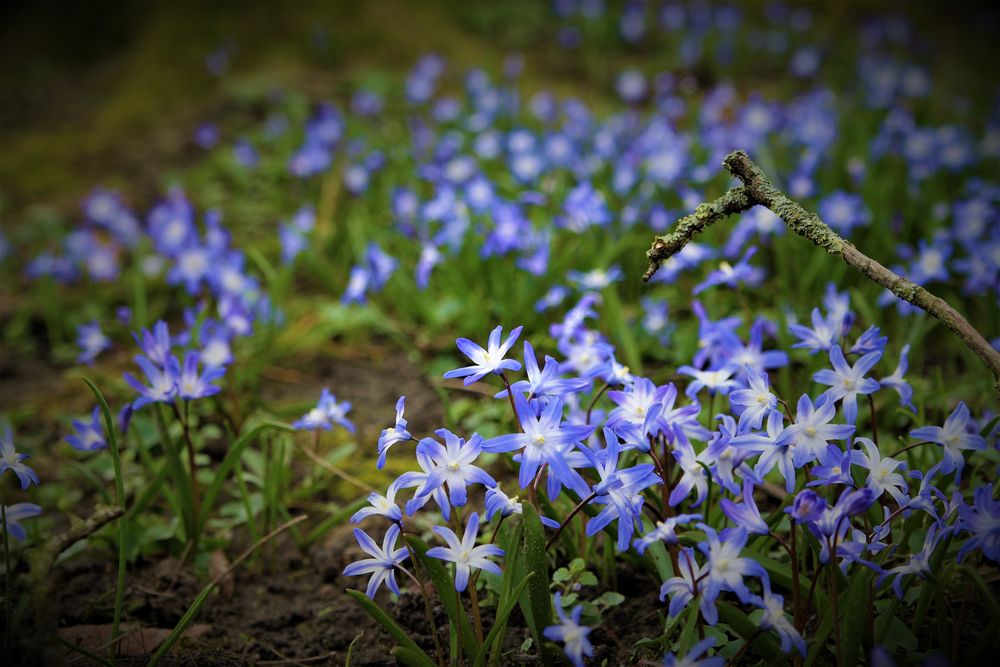 Blaustern Foto & Bild | pflanzen, pilze & flechten, blüten- & kleinpflanzen, blaustern frühling ...