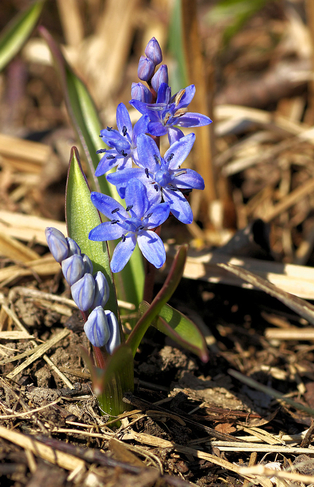 Blaustern