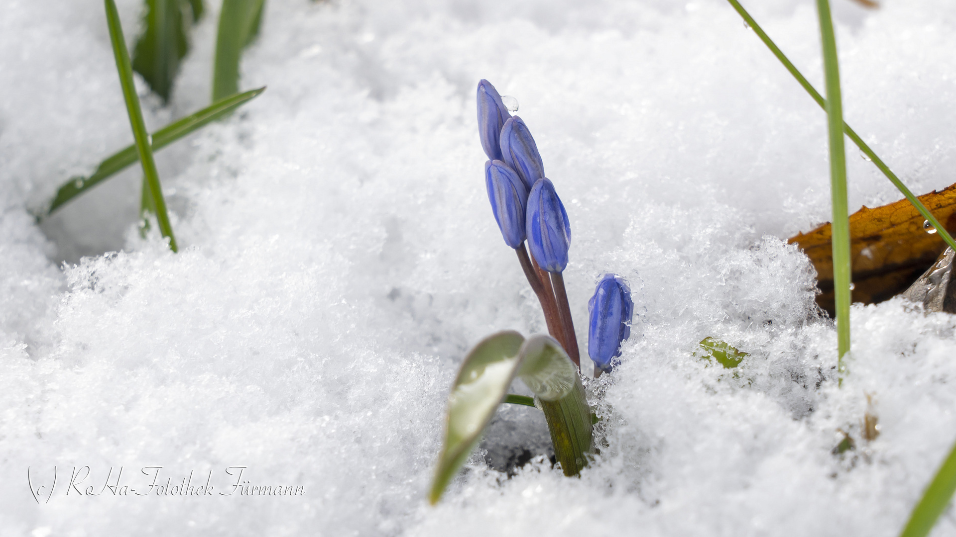 Blaustern - das Josefsblümchen - im Schnee des ausgehenden Winters