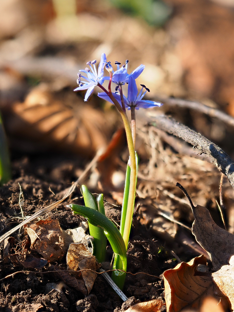 Blaustern