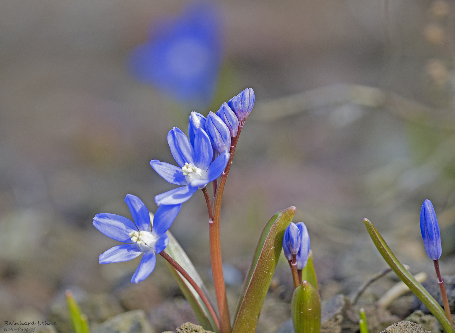  Blaustern