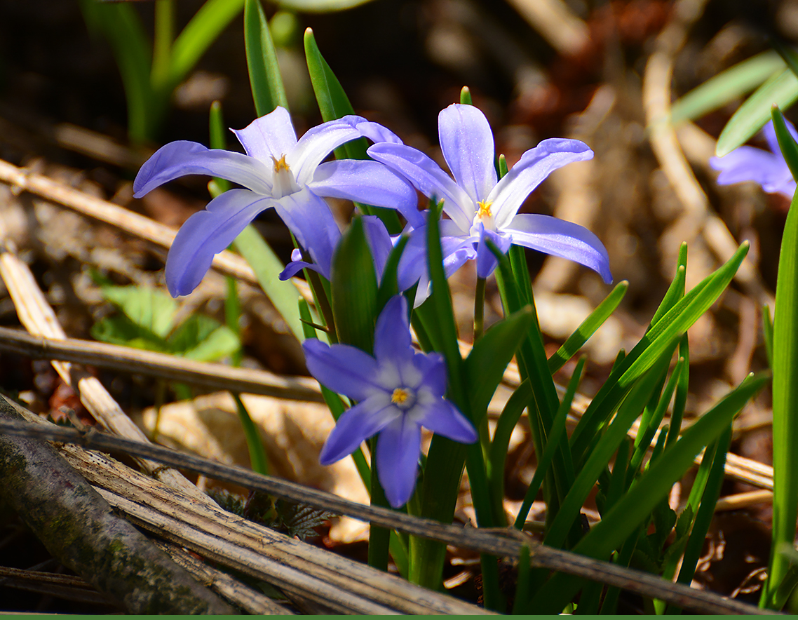 Blaustern