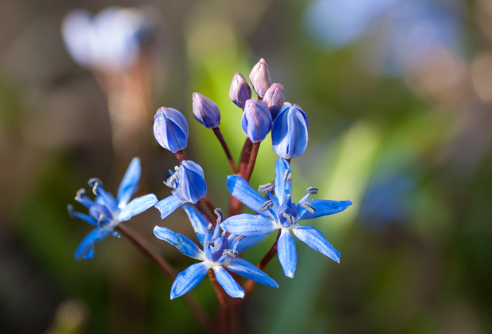 Blaustern Foto & Bild | jahreszeiten, frühling, natur Bilder auf fotocommunity