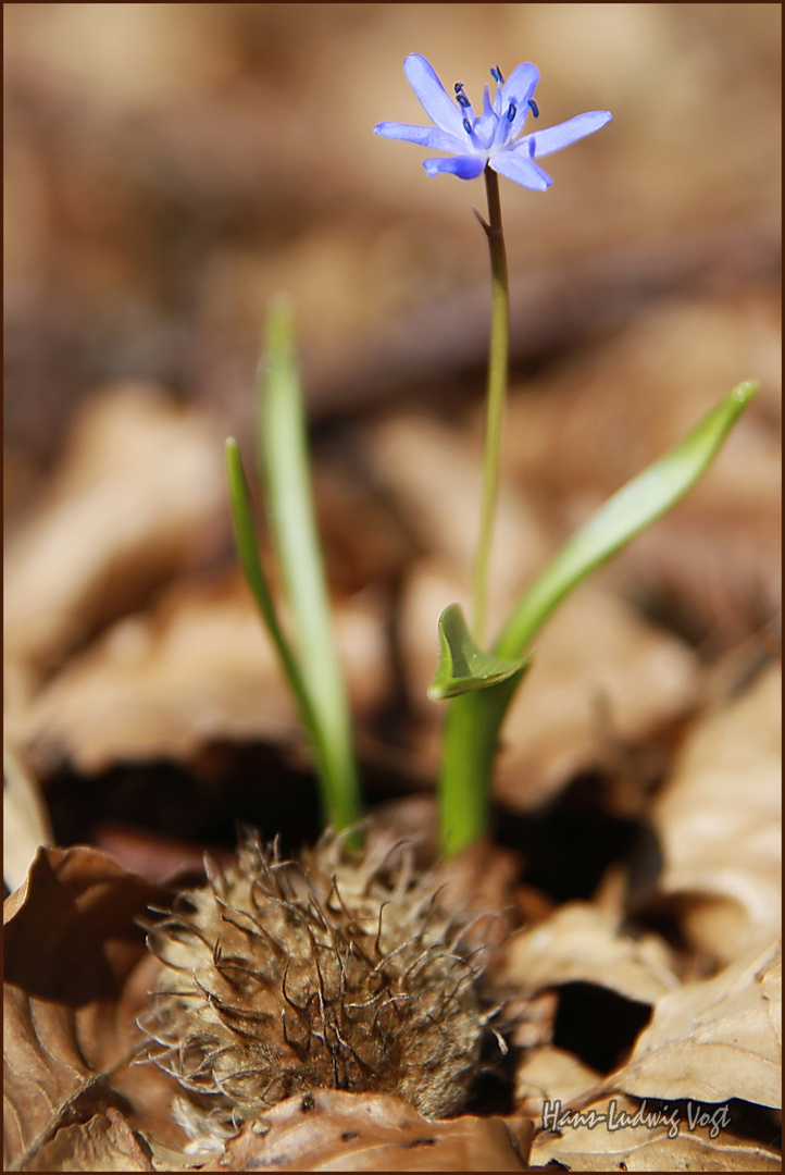 Blaustern