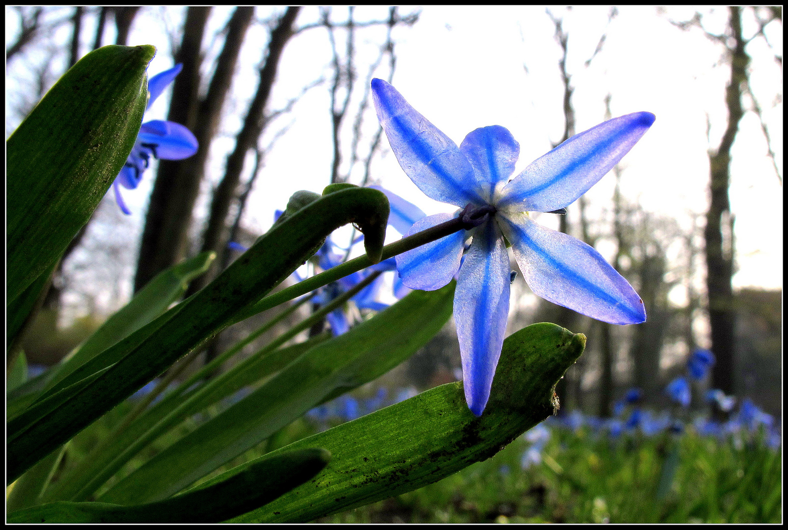 Blaustern