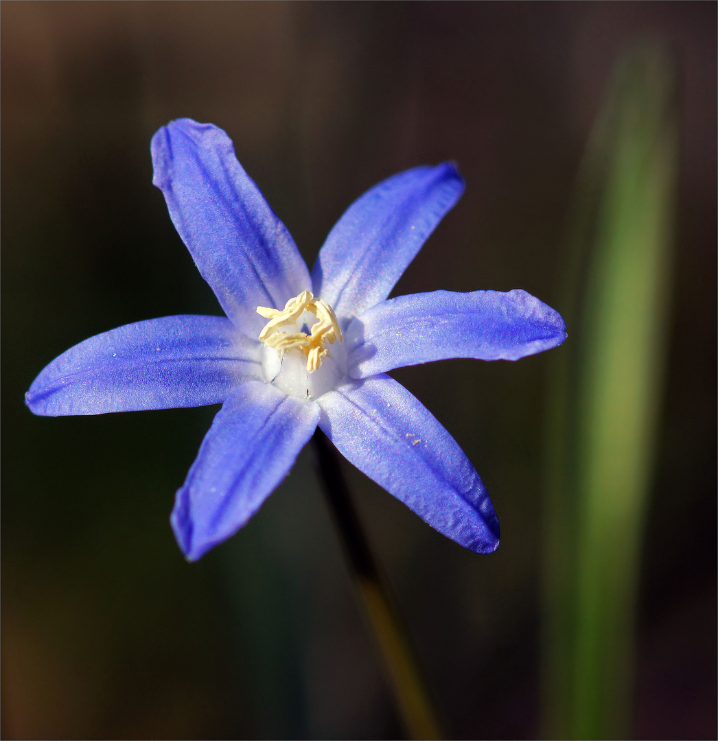Blaustern.. Foto & Bild | pflanzen, pilze & flechten, blüten ...