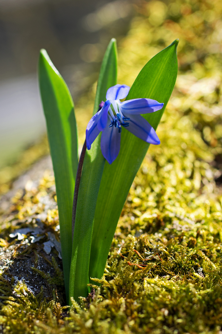 blaustern