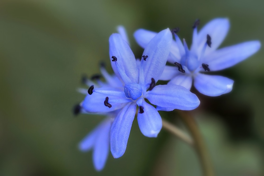 Blaustern ganz nah.