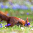 blaustern-hörnchen