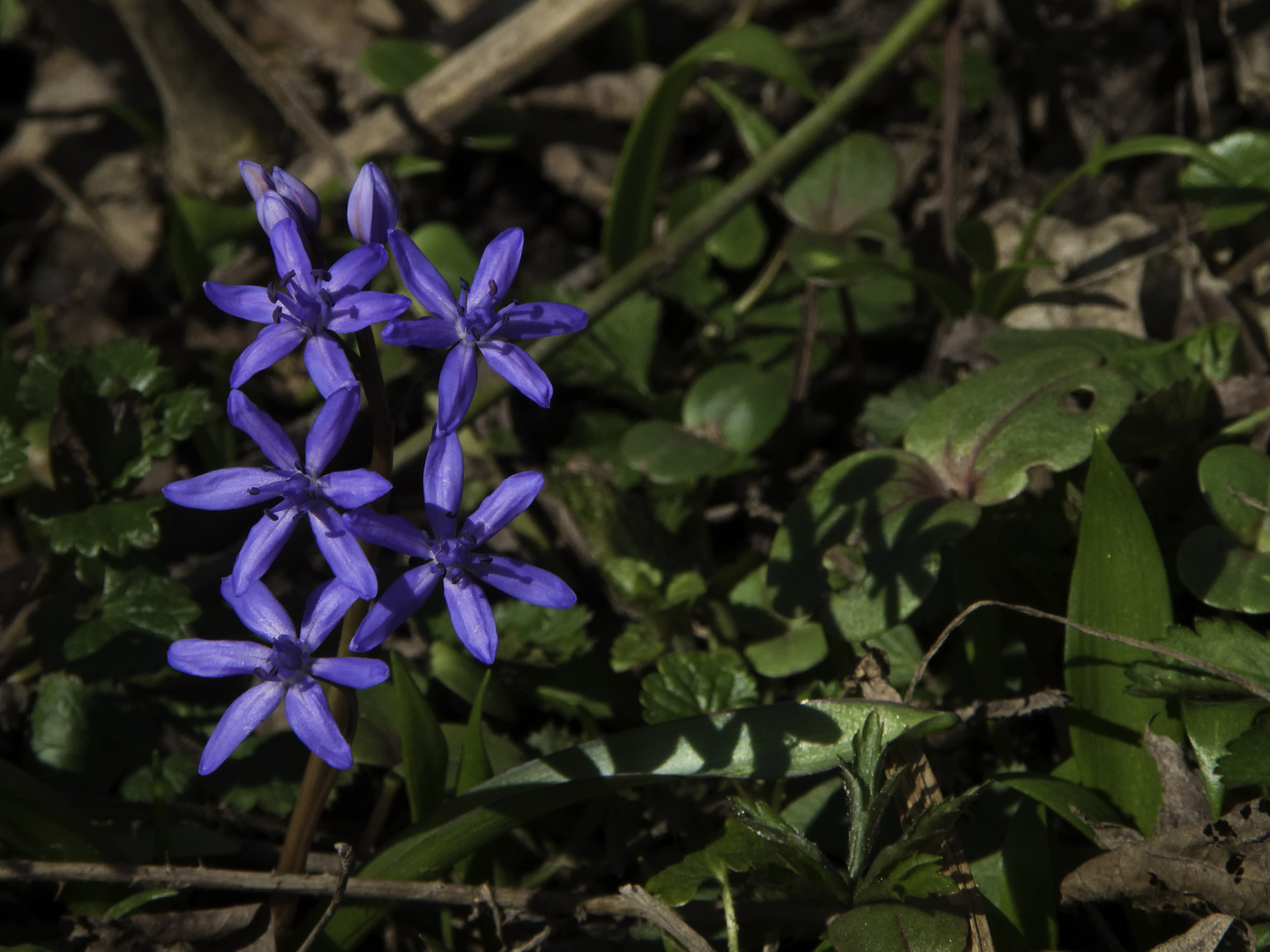 Blaustern im Bärlauchwald