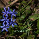 Blaustern im Bärlauchwald