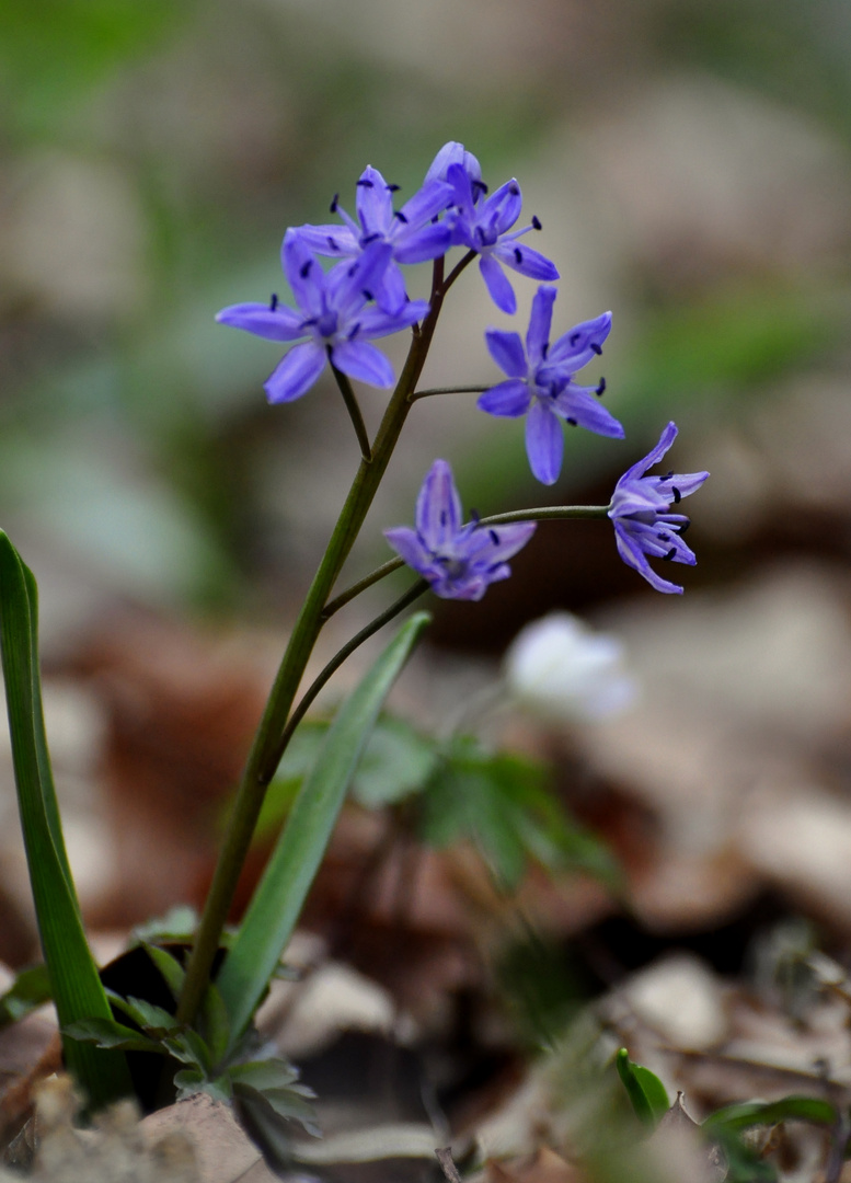 Blaustern im Buchenwald