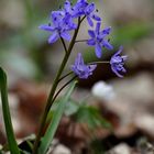 Blaustern im Buchenwald