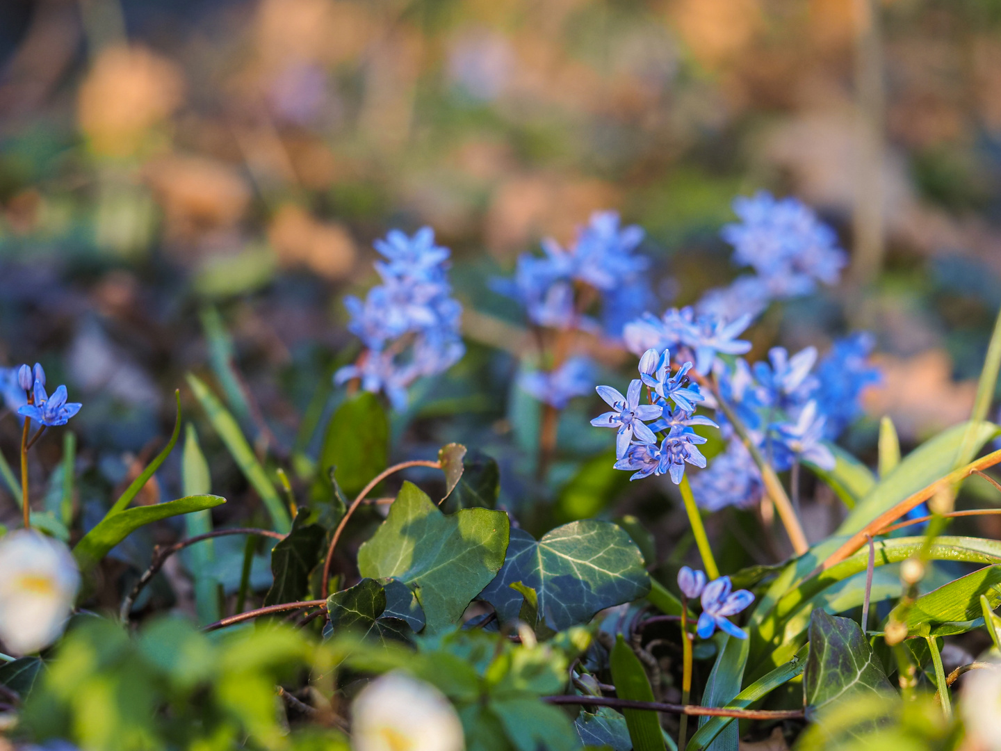 Blaustern im Ennertwald