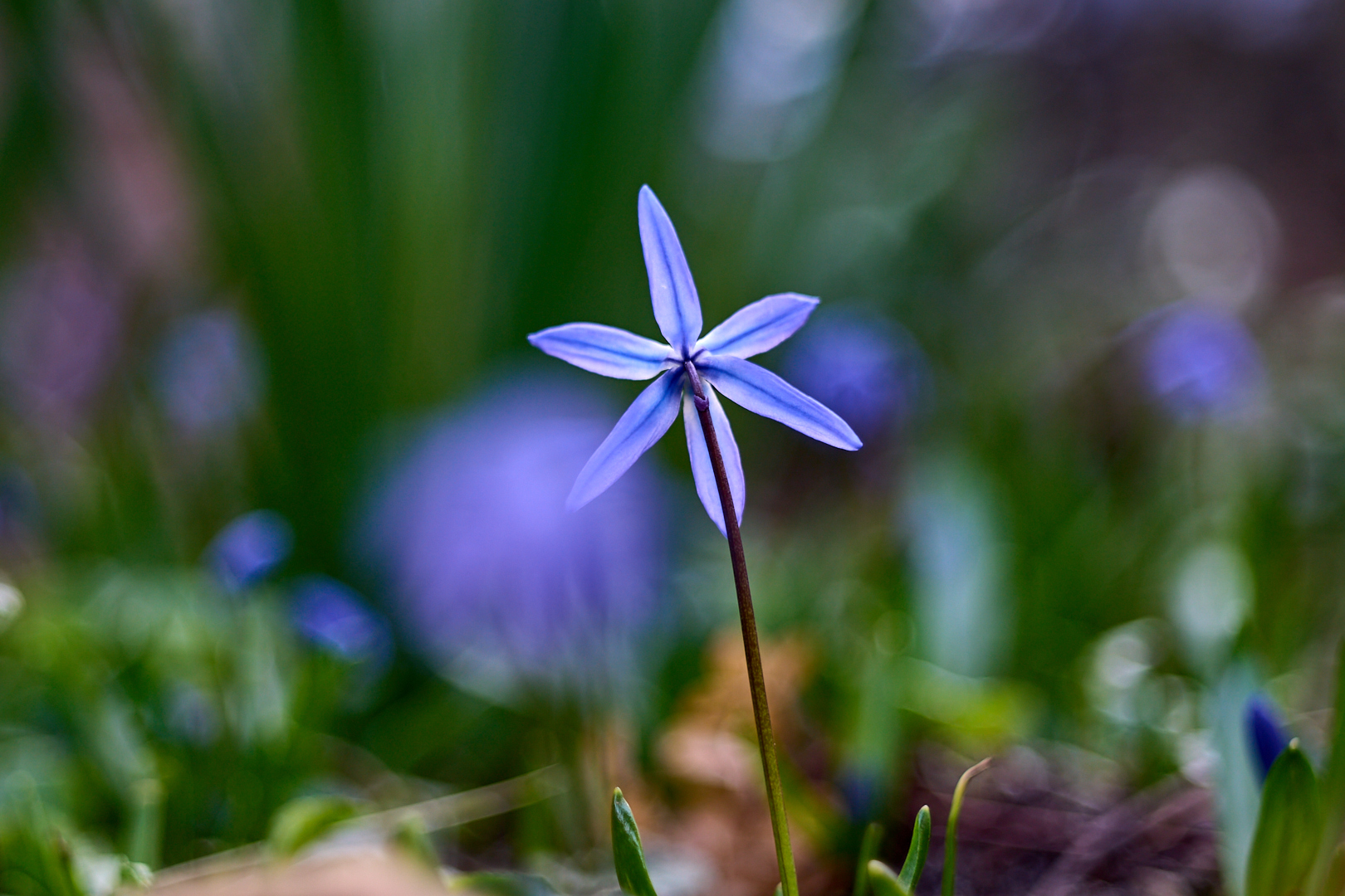 Blaustern im ersten Grün