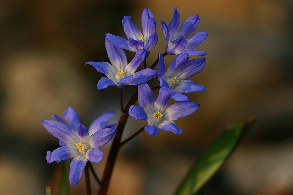 Blaustern in unserem Garten