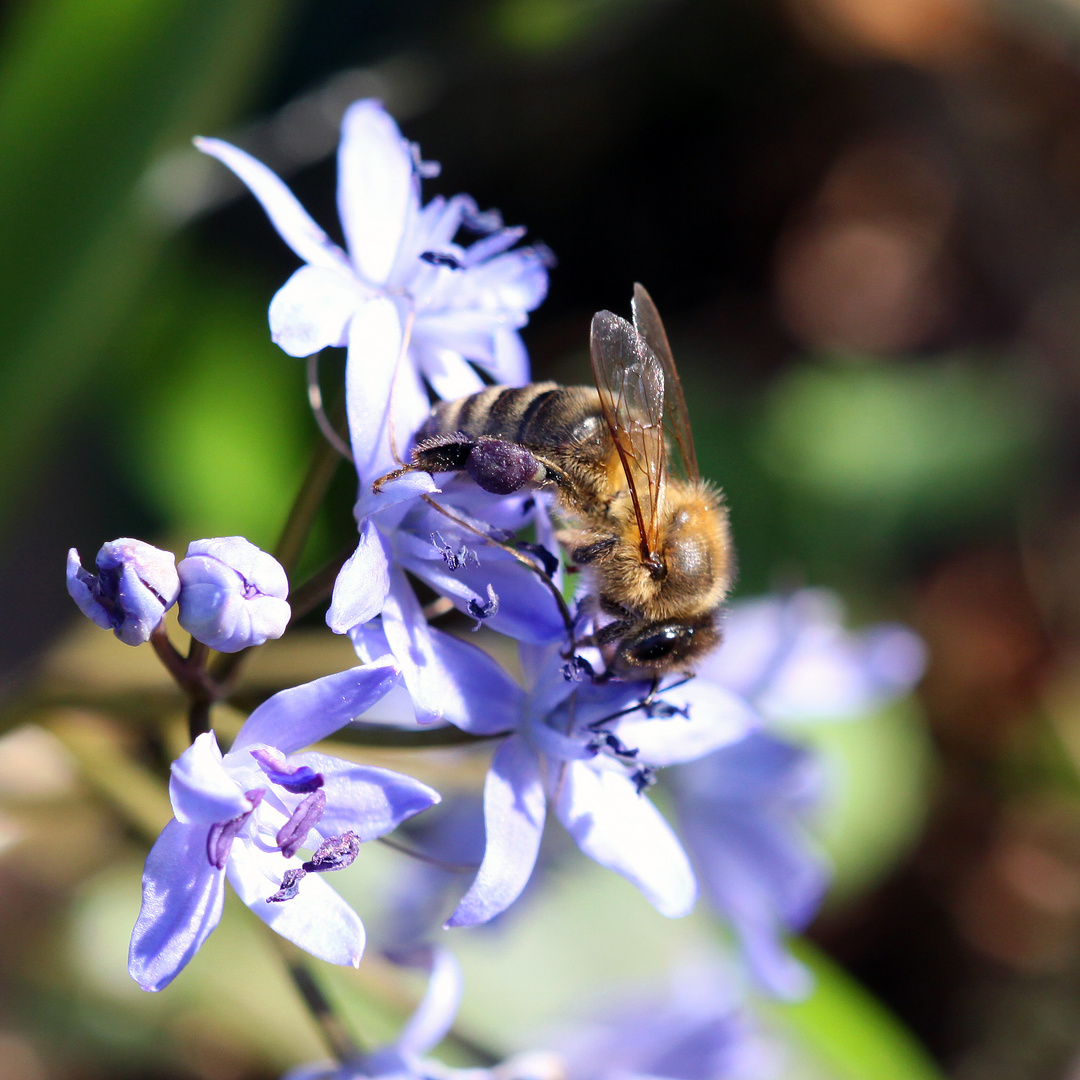 Blaustern mit Biene