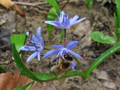 Blaustern mit Biene